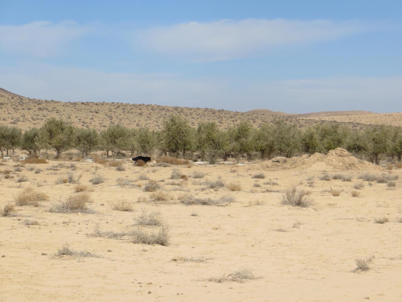 Succah In The Desert Mitzpe Ramon Exteriör bild